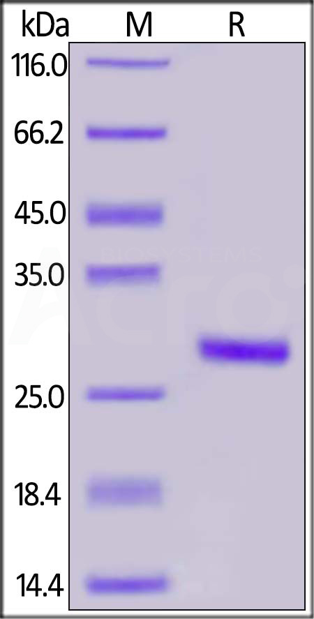 Spike CTD SDS-PAGE