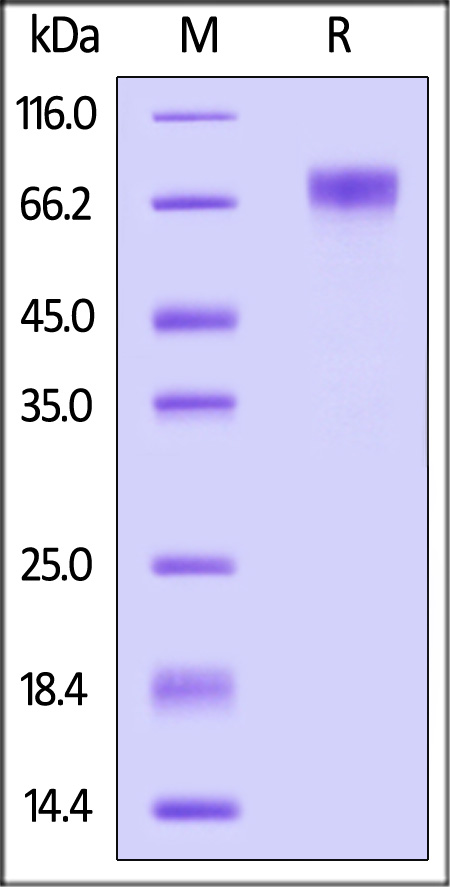 SC1-H82E5-sds