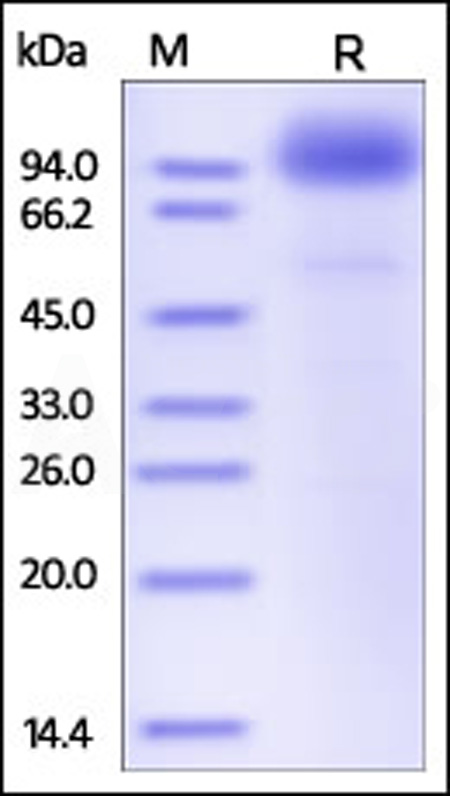 SCARB2 SDS-PAGE