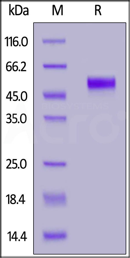 SE1-H5221-sds