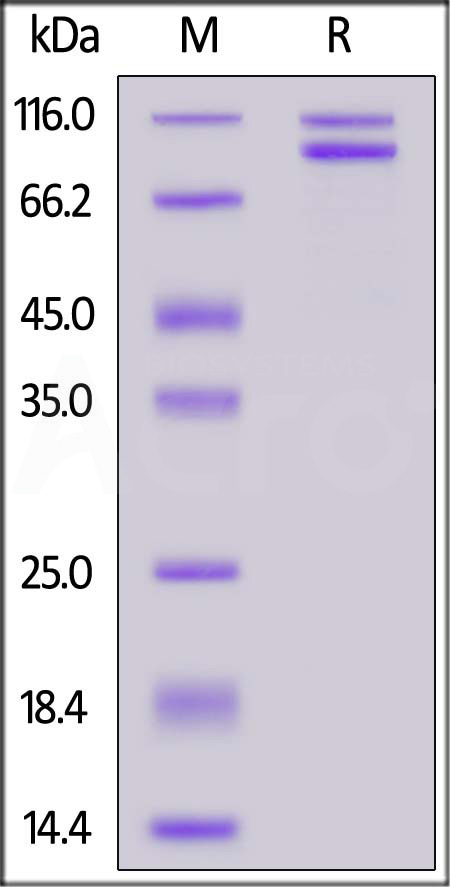 Semaphorin 3A SDS-PAGE