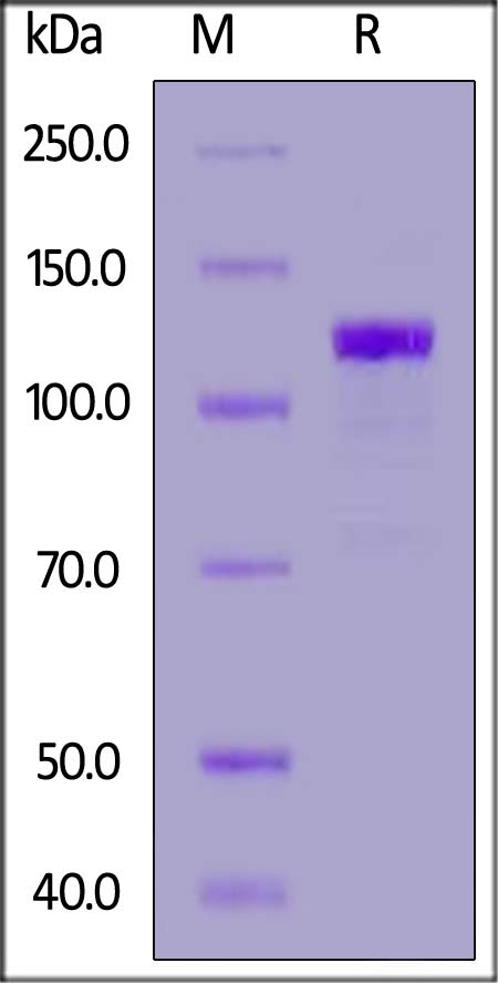 Semaphorin 3A SDS-PAGE