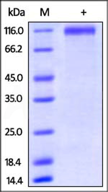 SEP-H52E4-sds