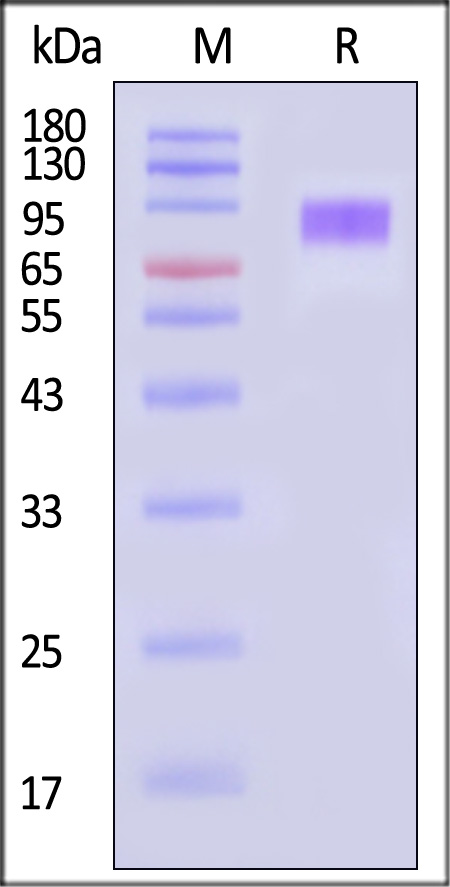 SER-H52H5-sds