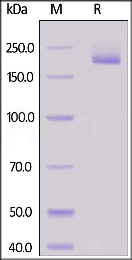 Siglec-1 SDS-PAGE