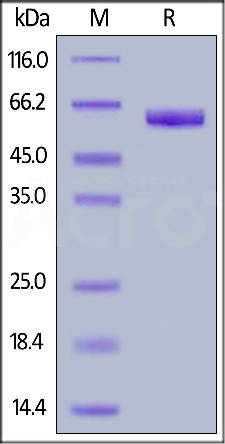 SG5-C5253-sds