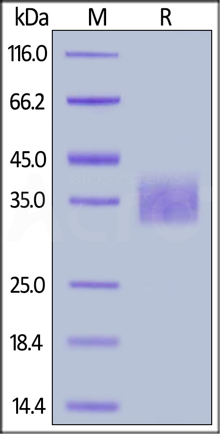 SG5-C52H6-sds