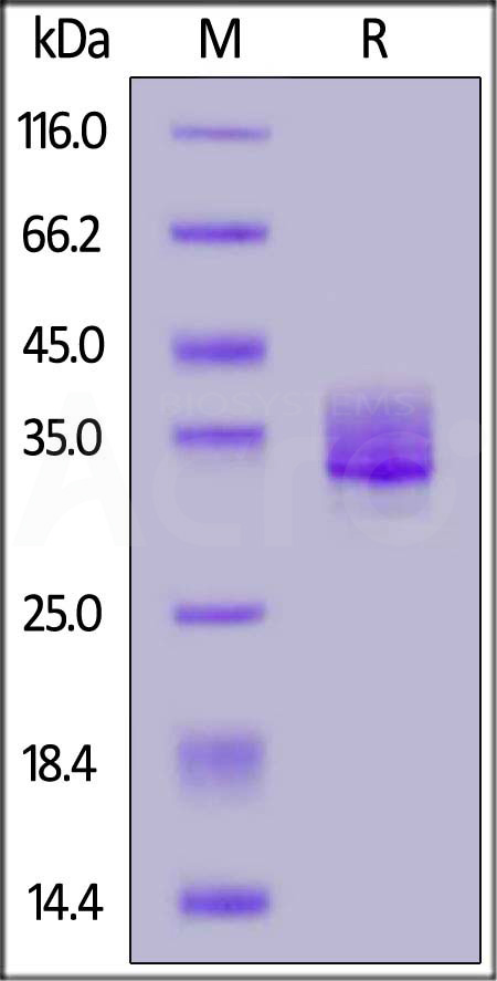 SG5-H52H3-sds