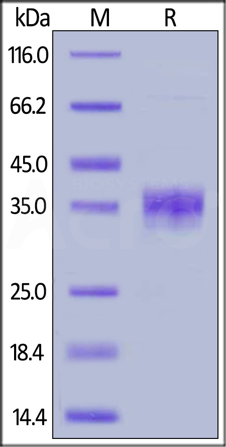 SG5-M52H7-sds