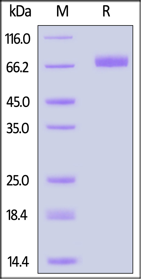 SI0-C52H5-sds