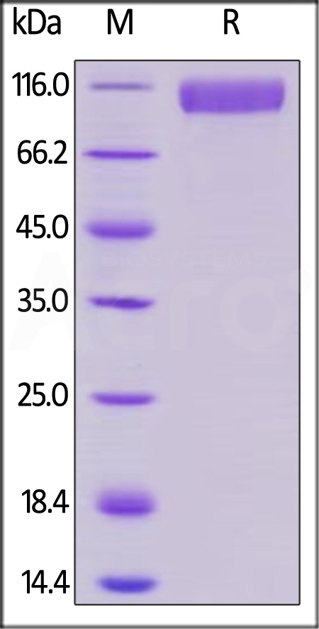 Siglec-10 SDS-PAGE