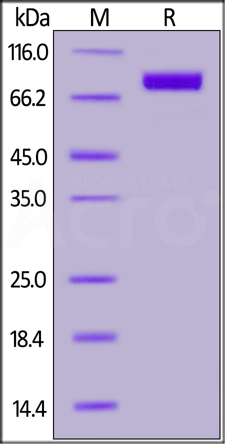 Siglec-10 SDS-PAGE