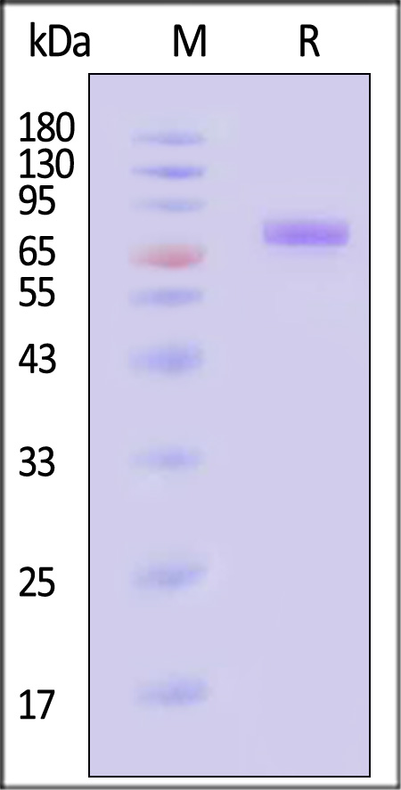 Siglec-10 SDS-PAGE