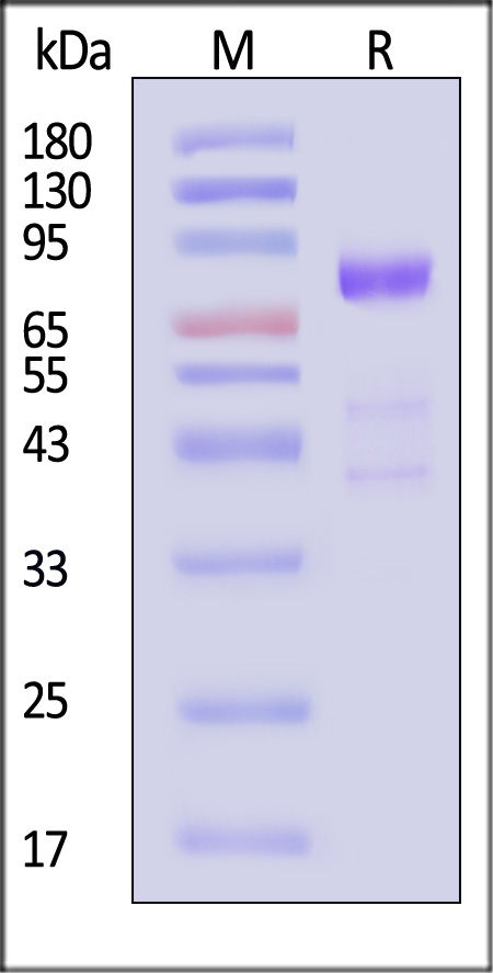 Siglec-10 SDS-PAGE