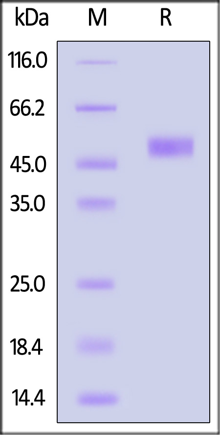 SIRP alphaV2 SDS-PAGE