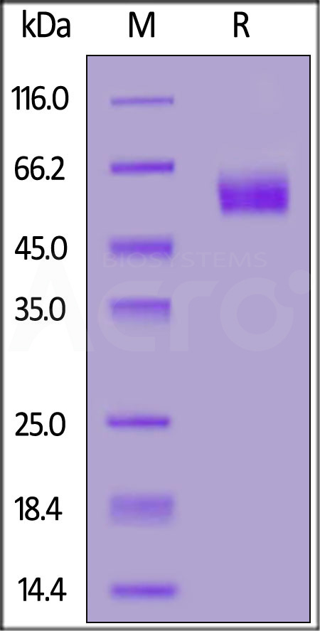 SI2-H52H9-sds