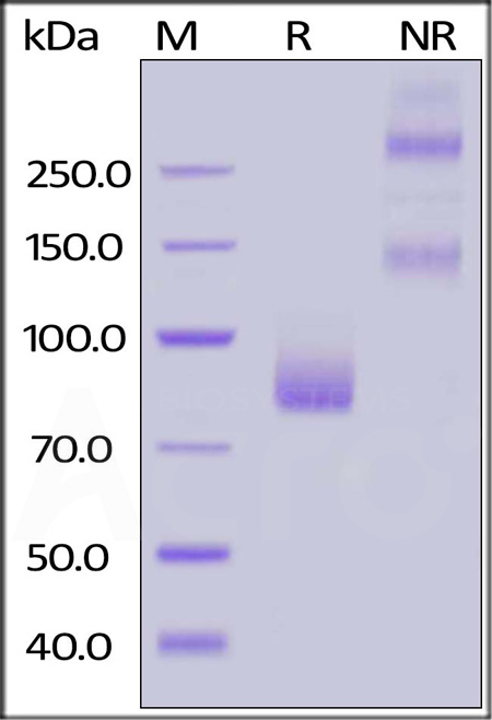 Siglec-6 SDS-PAGE