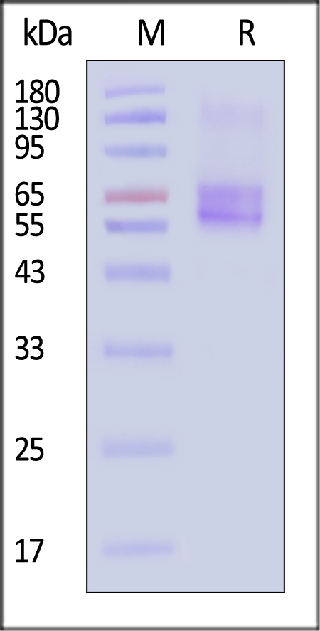 SLC1A2 SDS-PAGE