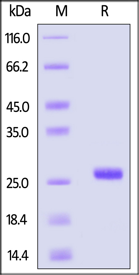 SLIT2 SDS-PAGE