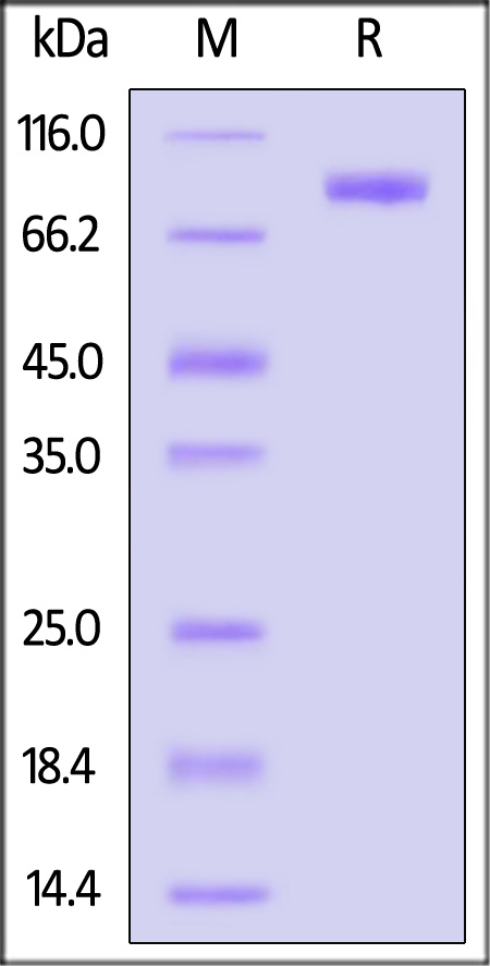 SLITRK6 SDS-PAGE