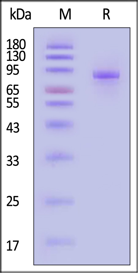 SLITRK6 SDS-PAGE