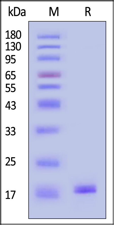 Stathmin 1 SDS-PAGE