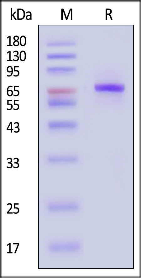 STAT3 SDS-PAGE