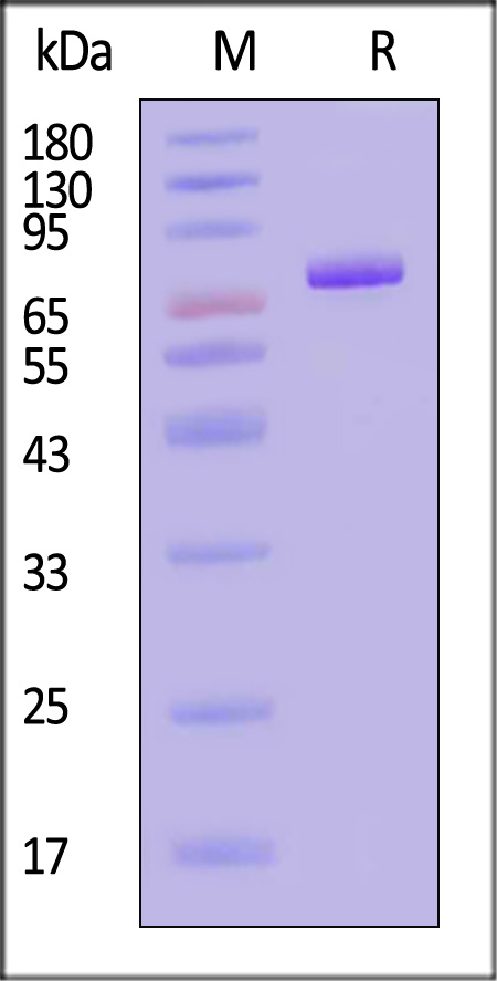 Transferrin R SDS-PAGE