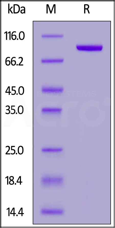 Transferrin R SDS-PAGE