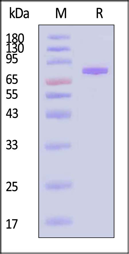 Transferrin R SDS-PAGE