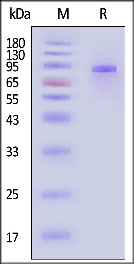 Transferrin R SDS-PAGE