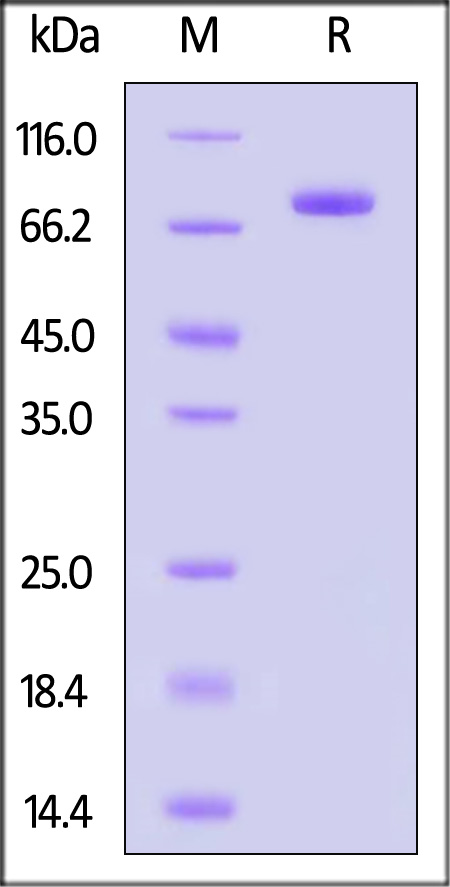 Transferrin R SDS-PAGE