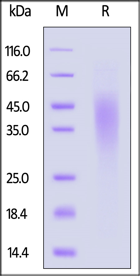 TG2-H52H3-sds