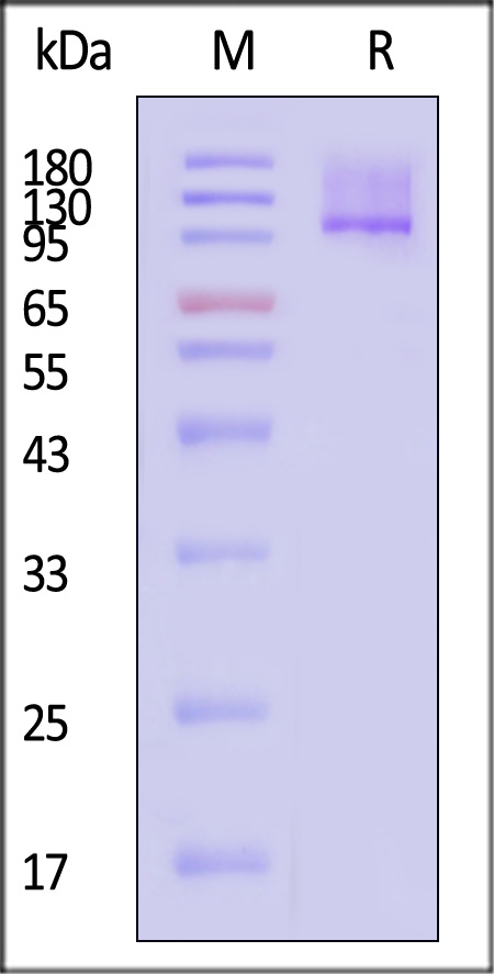 TGF-beta RIII SDS-PAGE