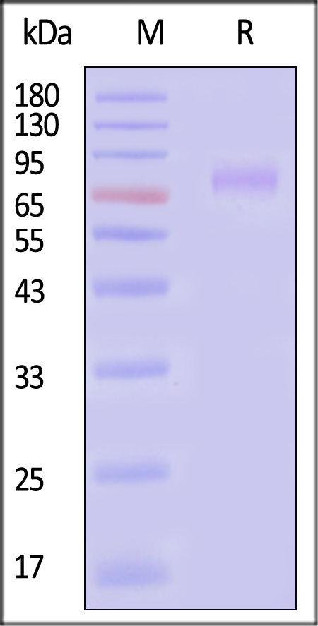 Thrombopoietin SDS-PAGE