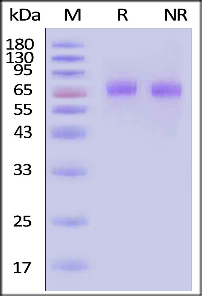 Thrombopoietin SDS-PAGE