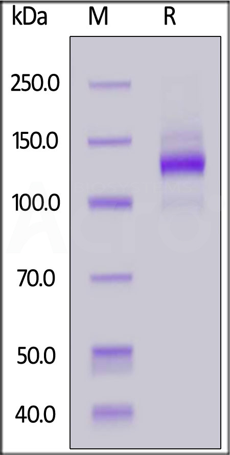 TIE2 SDS-PAGE