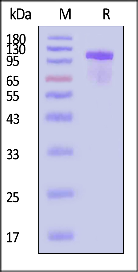 TIE2 SDS-PAGE