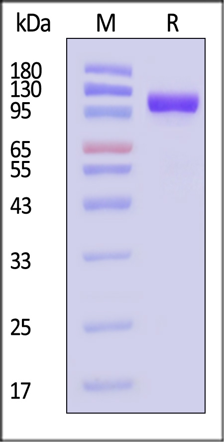 TIE2 SDS-PAGE