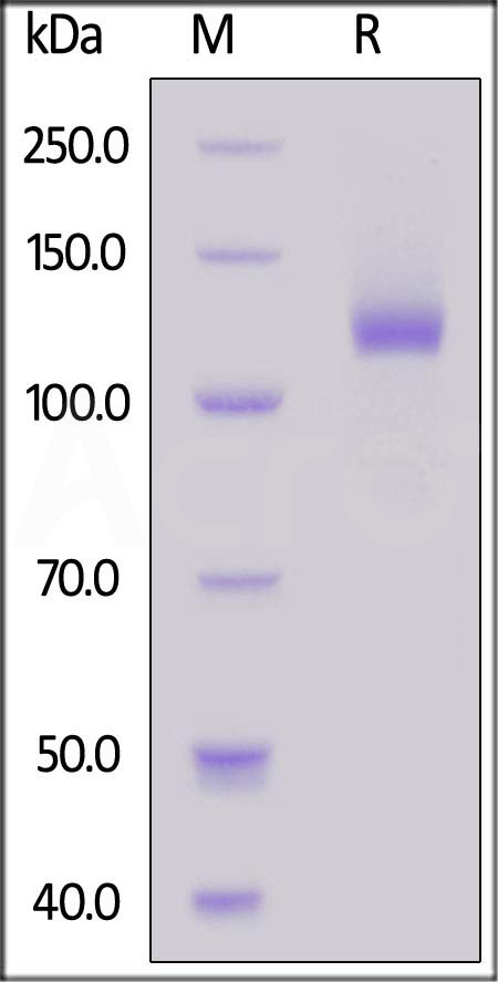 Human TLR3, Fc Tag (Cat. No. TL3-H5253) SDS-PAGE gel