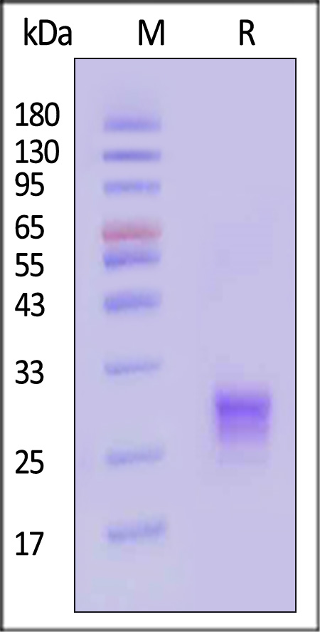 TL1A SDS-PAGE