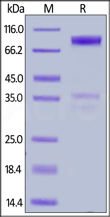 TN1-H5252-sds