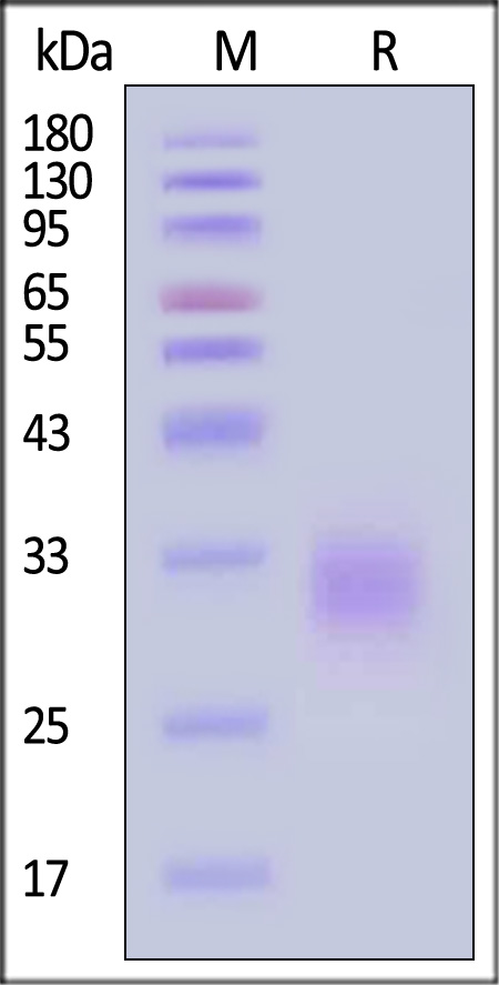 DR3 SDS-PAGE