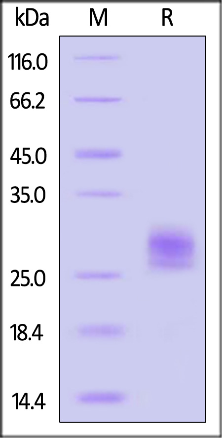 TNF-beta SDS-PAGE