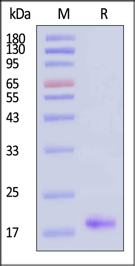 TR1-H52H4-sds