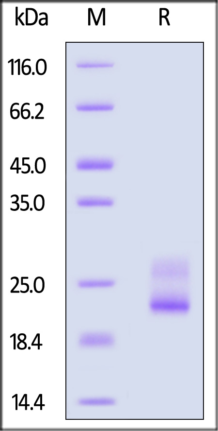 TRBC1 SDS-PAGE