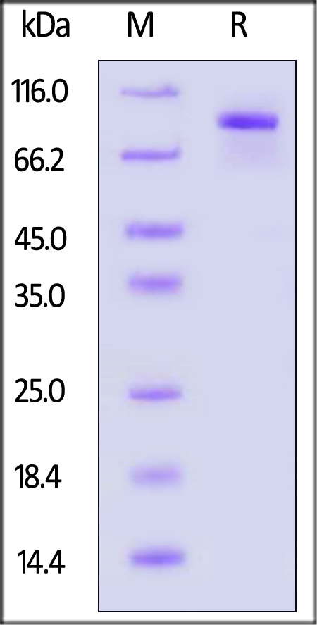 Transferrin SDS-PAGE