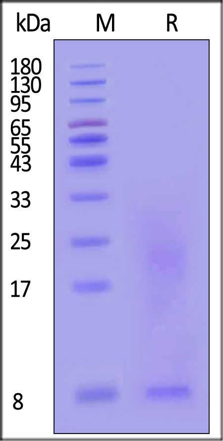 TSLP SDS-PAGE