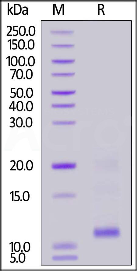 TSLP SDS-PAGE