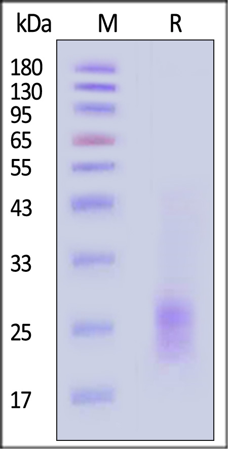 TSLP SDS-PAGE